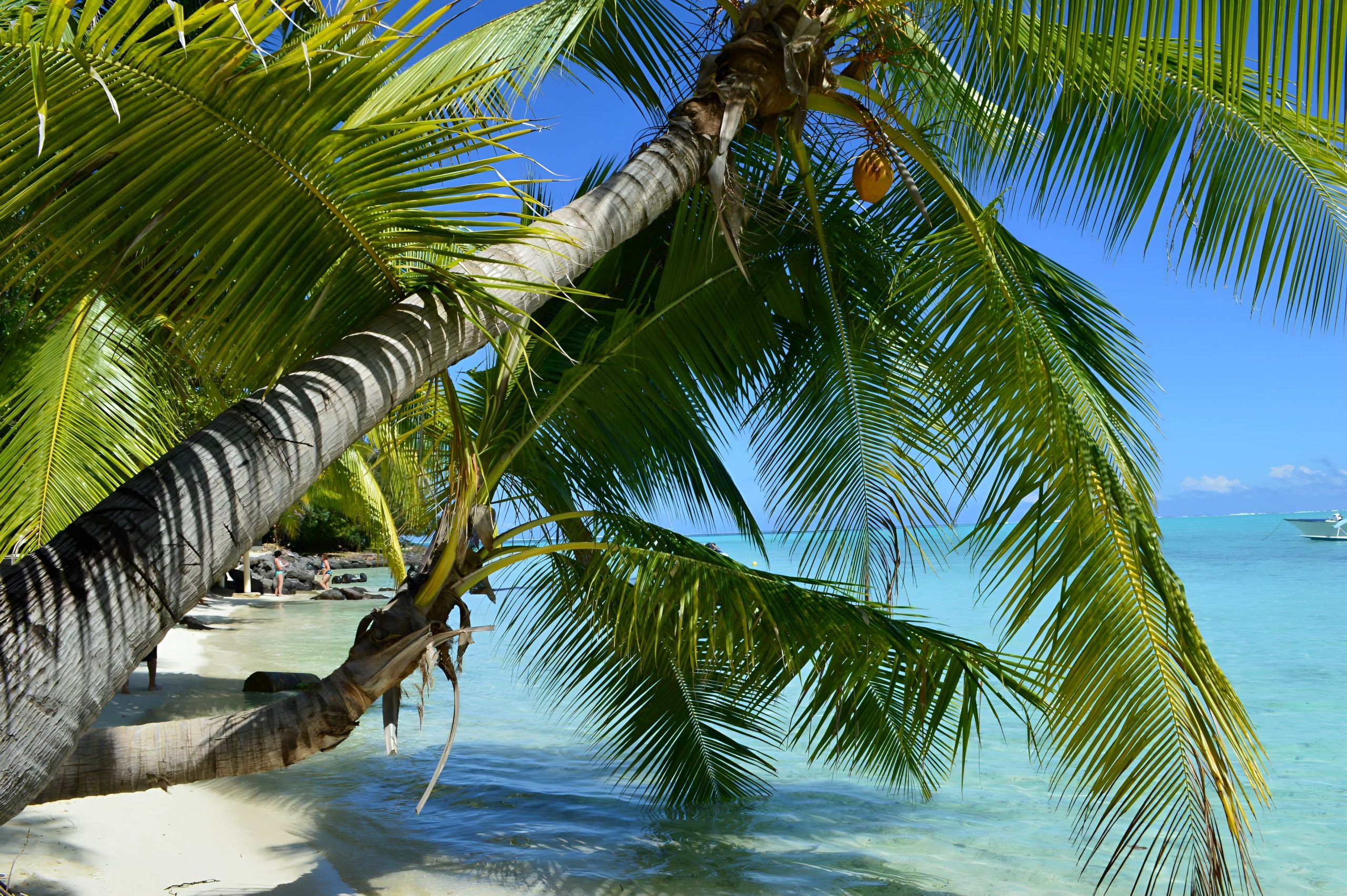 Discover the serene beauty of a tropical beach in Bora Bora, featuring iconic palm trees and crystal-clear water.